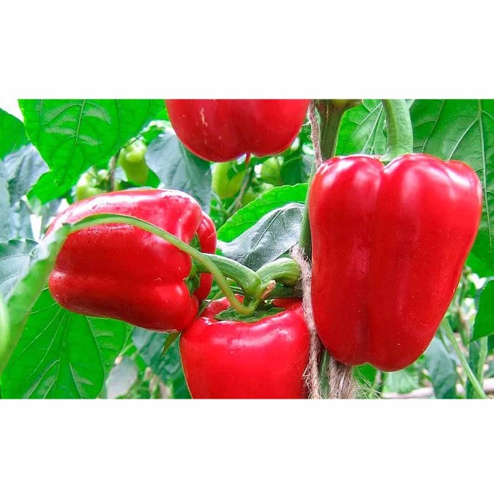 Перец сладкий Центр-Огородник Корнелия F1 12шт цпо м/у