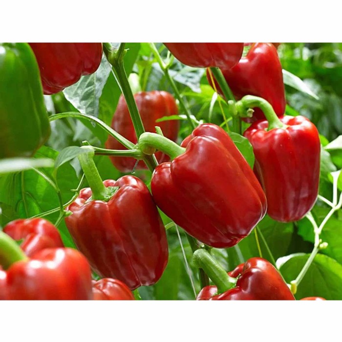 Перец сладкий Центр-Огородник Корнелия F1 12шт цпо м/у