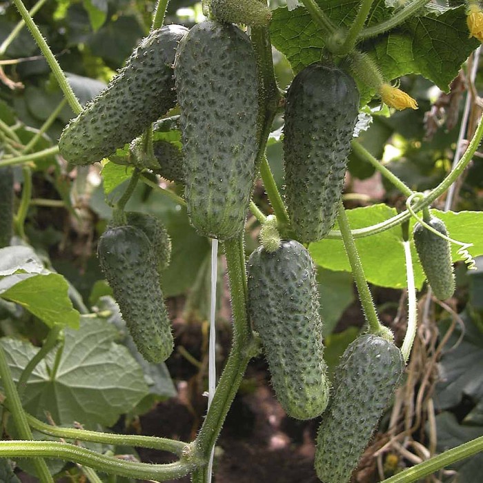 Огурец Сибирский Агросоюз Кустовой 0,5гр м/у