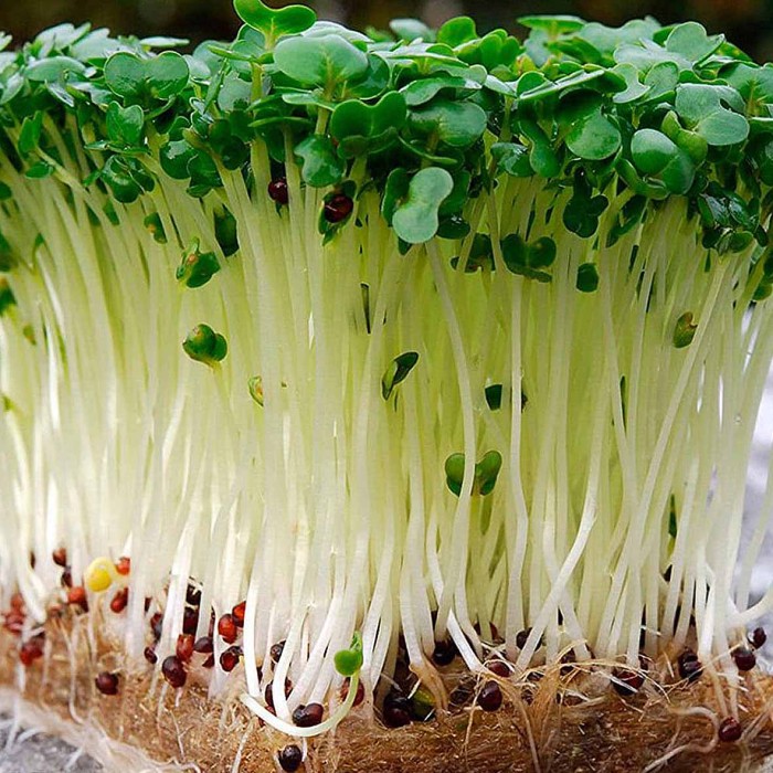 Микрозелень Сибирский Агросоюз Кресс-салат крупнолистовой 5гр м/у