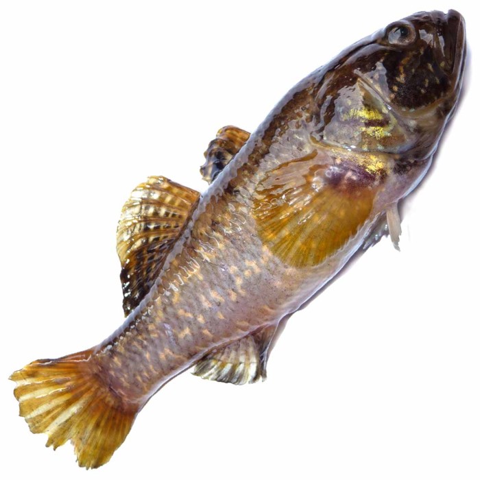 Ротан ИП Бондаренко свежий