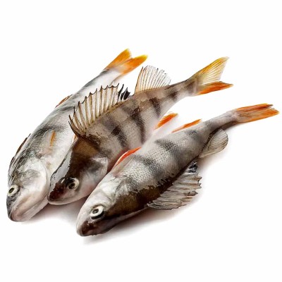 Окунь свежий