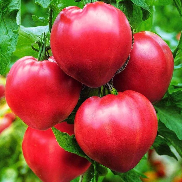 Томат Сибирский Агросоюз Воловье сердце 20шт м/у