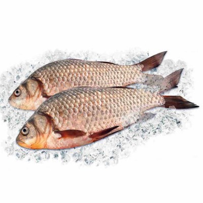 Карась мелкий свежий