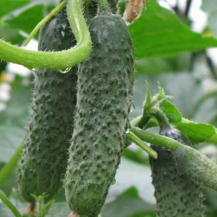 Огурец Сибирский Агросоюз Пальчик 10шт м/у