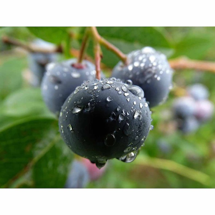 Цикорий Здоровье с черникой 100гр д/п