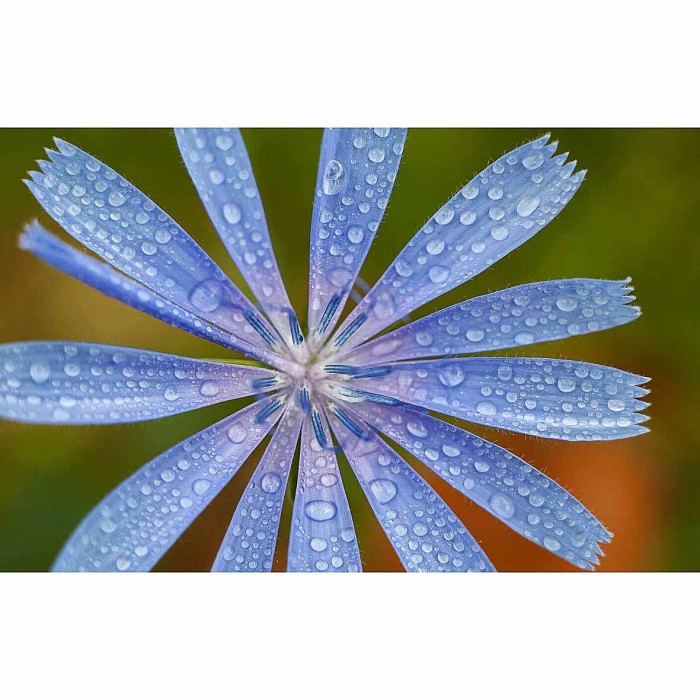 Цикорий Золотой корешок 100гр д/п