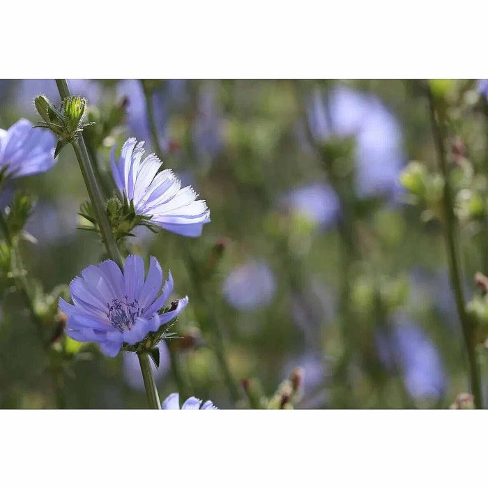 Цикорий Золотой корешок 100гр д/п