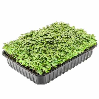 Микрозелень Зеленая Семейка  Рукола пэт