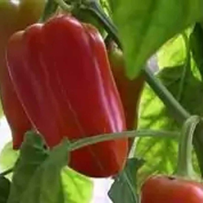 Перец Сибирский Агросоюз Император F1 15 шт м/у