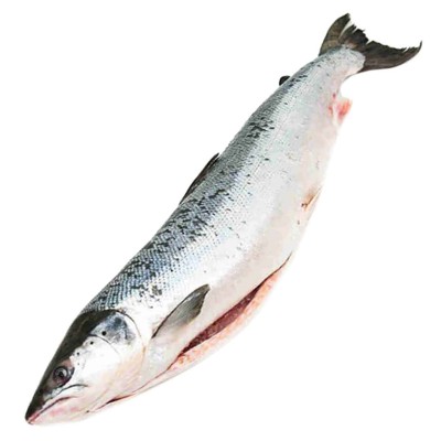 Семга дальневосточная с/г св/м