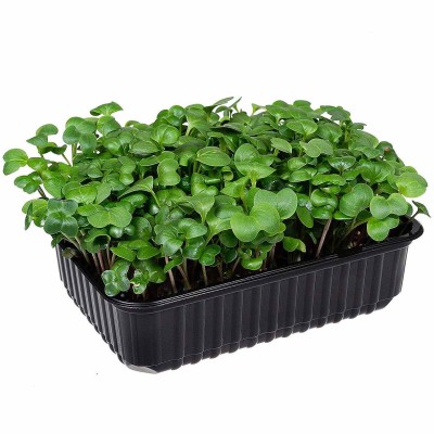 Микрозелень Зеленая семейка Дайкон пэт