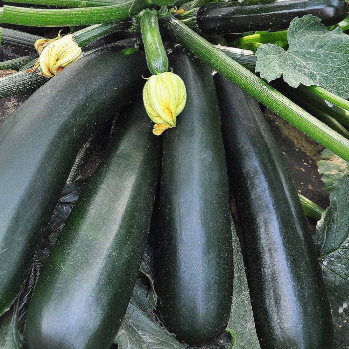 Кабачок Сибирский Агросоюз Черный Красавец 10шт м/у