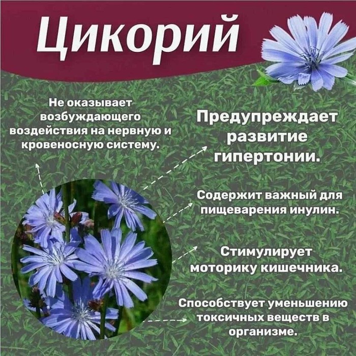 Цикорий Целебник 85гр д/п