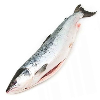 Кета потрошеная с/г св/м