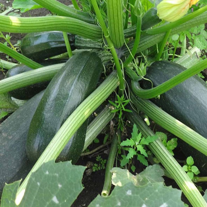 Кабачок Огород Сибири Цукеша 10шт цп м/у