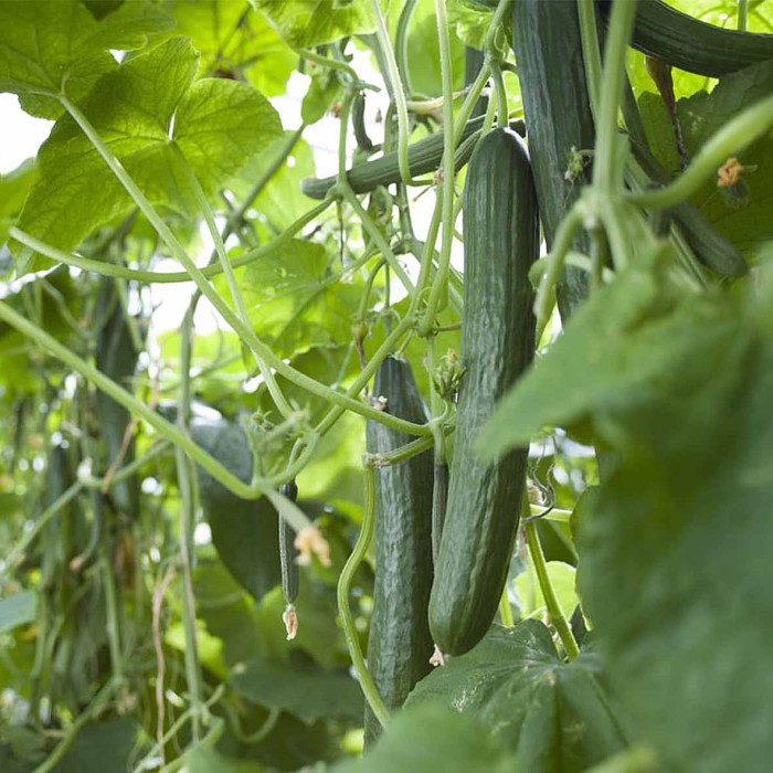 Огурец Сибирский Агросоюз Апрельский F1 10шт м/у