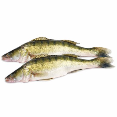 Судак свежий