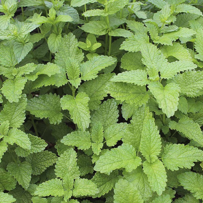 Мелисса Сибирский Агросоюз Лимонный аромат 0,2гр м/у