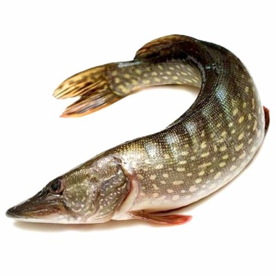 Щука ИП Бондаренко свежая