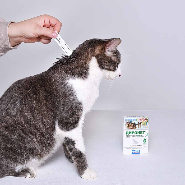 Капли на холку Диронет Спот-он для котят 3 пипетки к/у