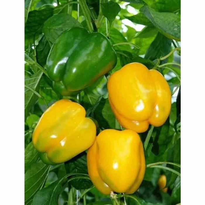 Перец сладкий Гавриш Золотые купола 0,1гр цпо м/у