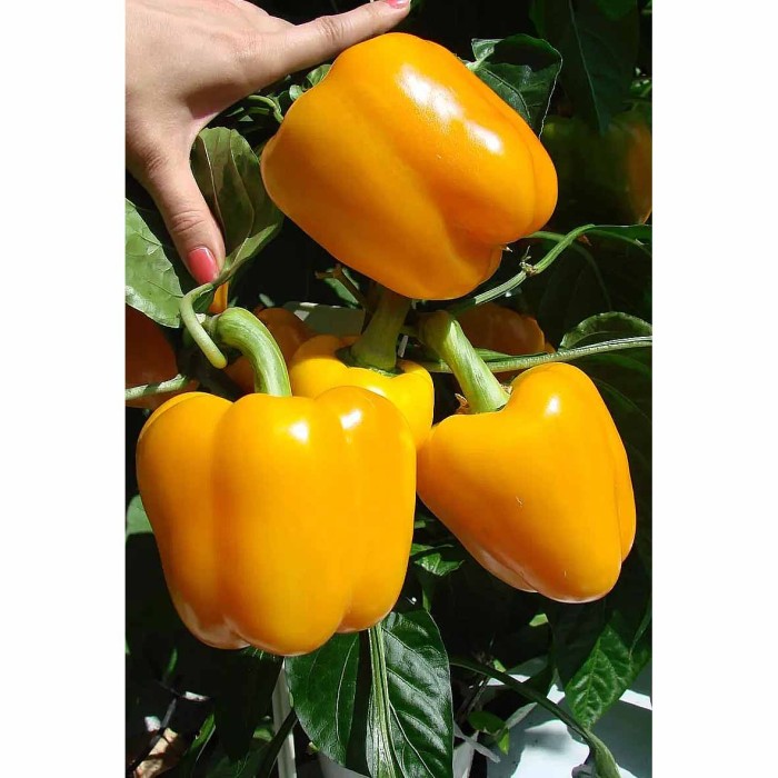 Перец сладкий Гавриш Золотые купола 0,1гр цпо м/у