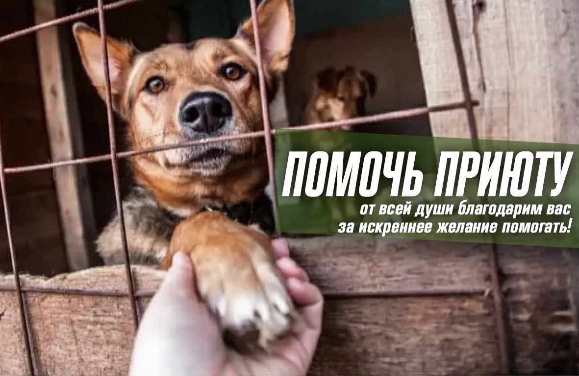 Помочь приюту