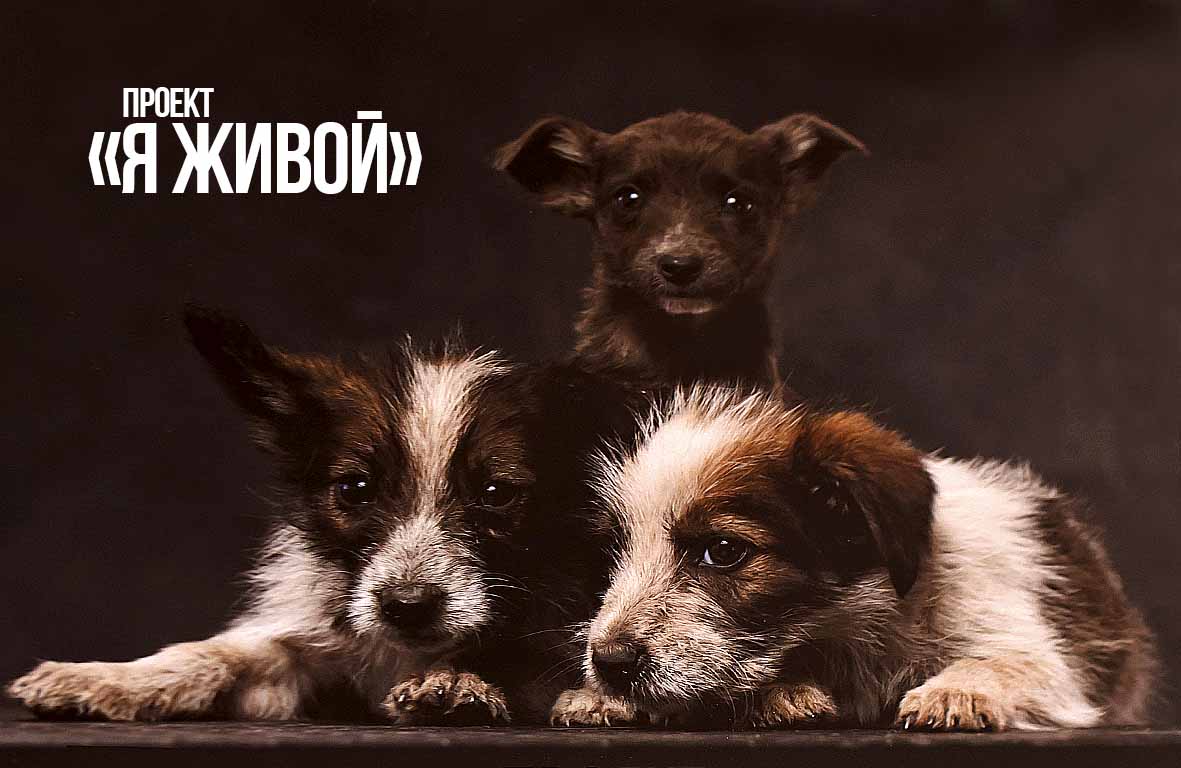 Я живой: в СКО придумали ещё один способ помощи бездомным животным